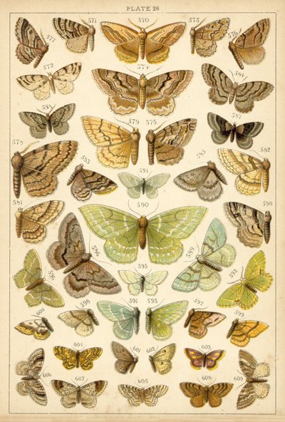 Placa de Mariposas y Polillas de Nuestro País de English School