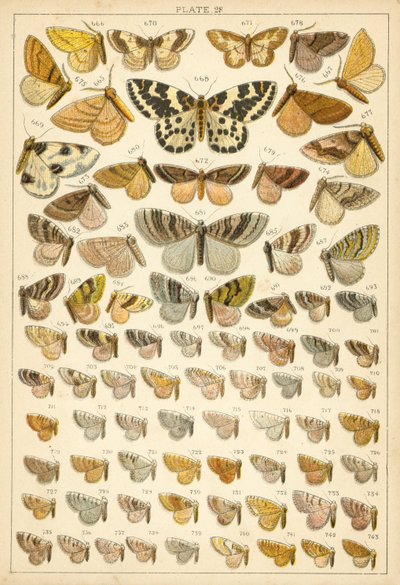Placa de Mariposas y Polillas de Nuestro País de English School