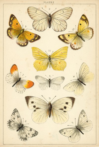 Placa de Mariposas y Polillas de Nuestro País de English School