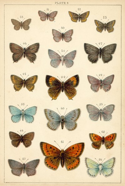 Placa de Mariposas y Polillas de Nuestro País de English School