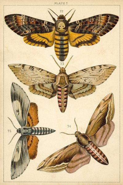 Placa de Mariposas y Polillas de Nuestro País de English School