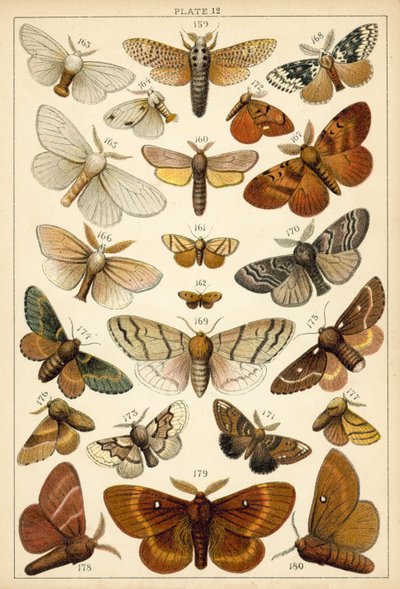 Placa de Mariposas y Polillas de Nuestro País de English School