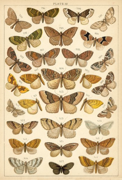 Placa de Mariposas y Polillas de Nuestro País de English School