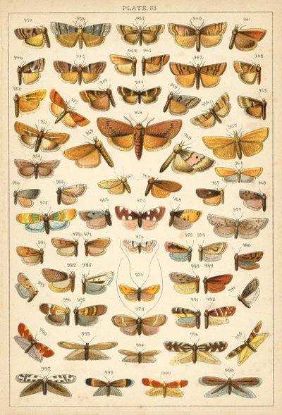 Placa de Mariposas y Polillas de Nuestro País de English School