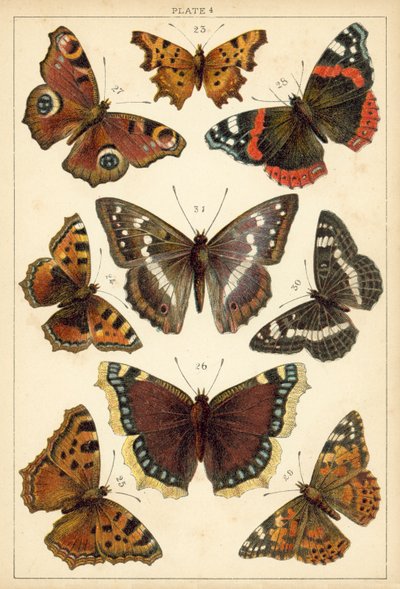 Placa de Mariposas y Polillas de Nuestro País (cromolitografía) de English School