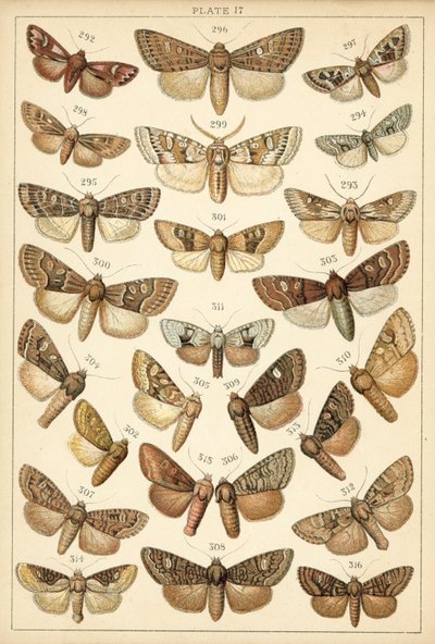 Placa de Mariposas y Polillas de Nuestro País (cromolitografía) de English School
