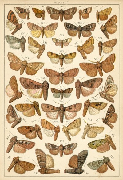 Placa de las mariposas y polillas de nuestro país de English School