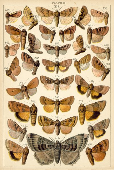 Placa de las mariposas y polillas de nuestro país de English School