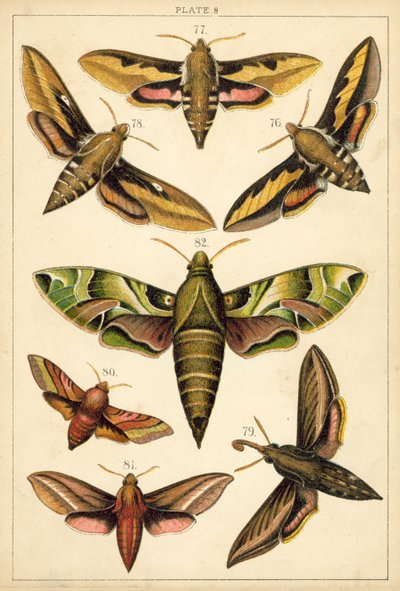 Placa de Mariposas y Polillas de Nuestro País de English School