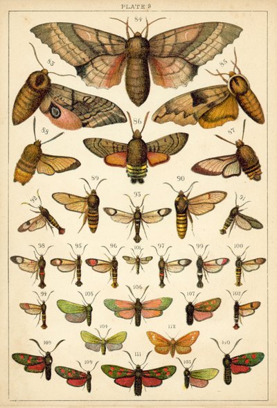 Placa de Mariposas y Polillas de Nuestro País de English School