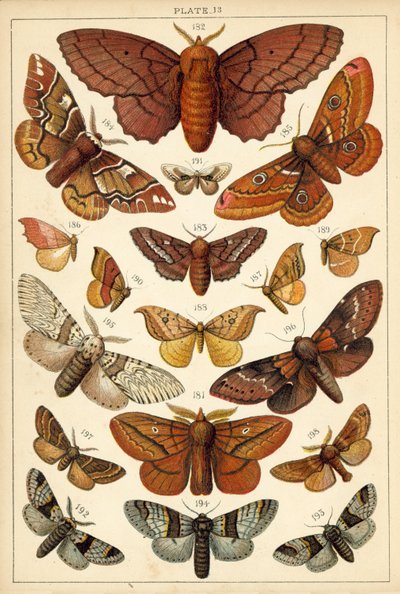 Placa de Mariposas y Polillas de Nuestro País de English School