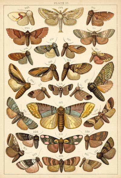 Placa de Mariposas y Polillas de Nuestro País de English School