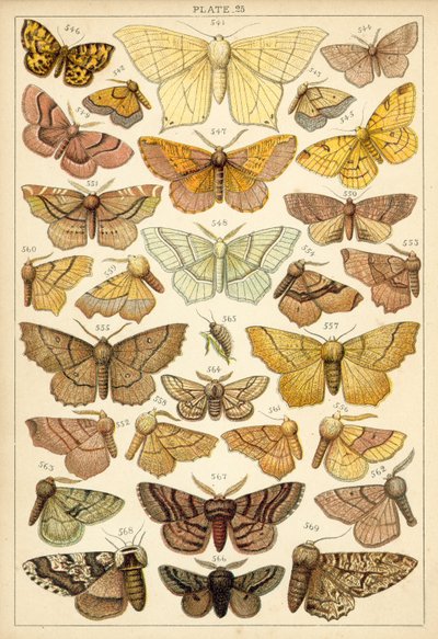 Placa de Mariposas y Polillas de Nuestro País de English School