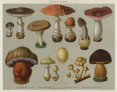 Hongos venenosos (litografía en color) de English School