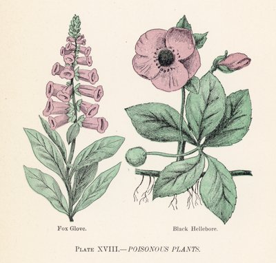 Plantas venenosas de English School