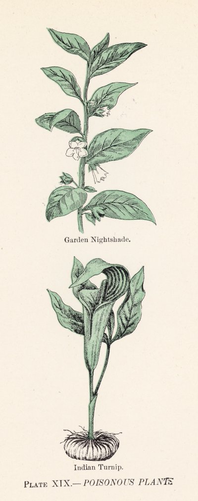 Plantas venenosas de English School