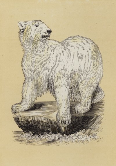 Oso Polar de English School