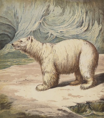 Oso polar de English School
