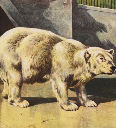 Oso polar (litografía en color) de English School