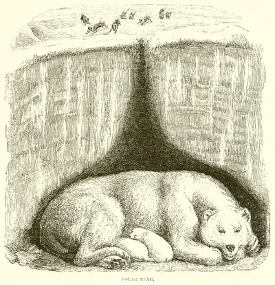 Oso Polar de English School