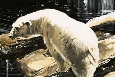 Oso Polar de English School