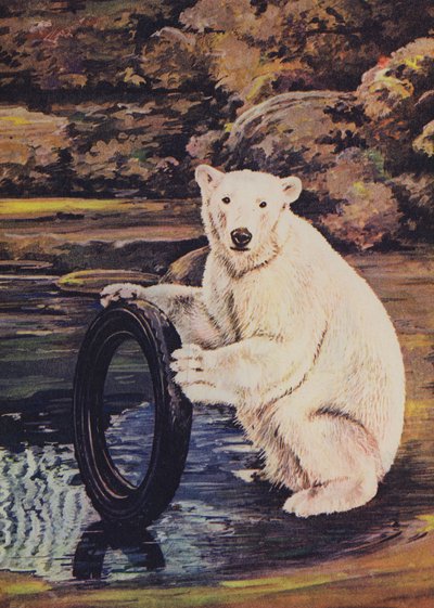 Oso polar jugando con un neumático en el zoológico de English School