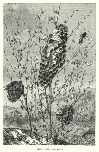 Polistes gallica y nidos (grabado) de English School