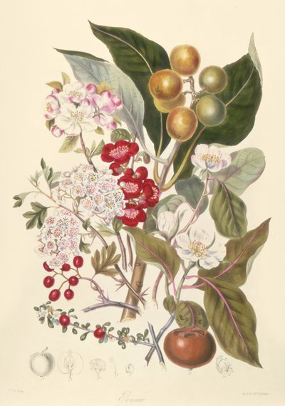 Pomaceae, la tribu de las manzanas de English School