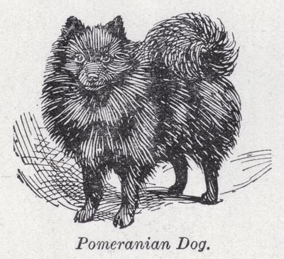 Perro pomerania de English School