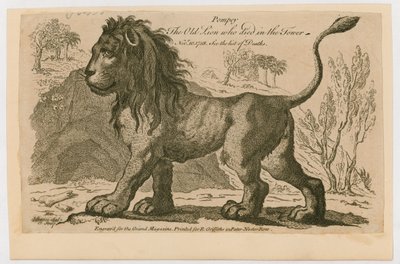 Pompeyo, el león más popular de la Torre de Londres de English School