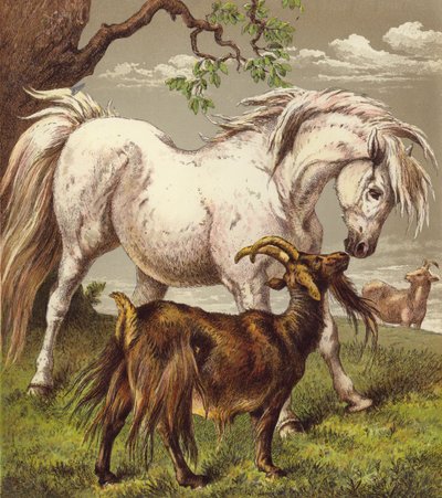 Pony y cabras (litografía en color) de English School