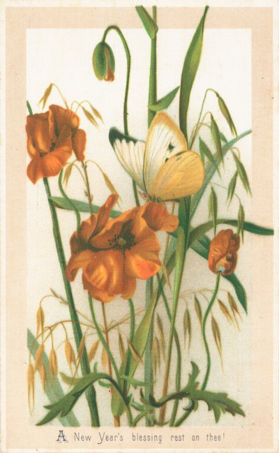 Amapolas y mariposa de English School