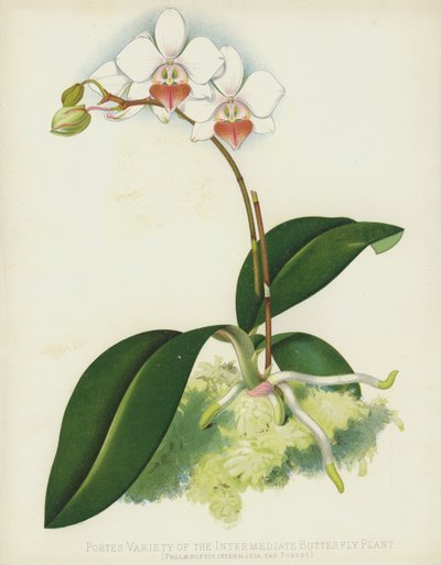 Variedad de Porte de la planta mariposa intermedia, Phalaenopsis Intermedia, var Portei de English School