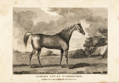 Retrato del caballo de carreras campeón Buzzard por Woodpecker de English School