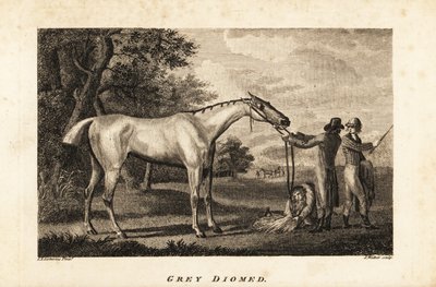 Retrato del caballo de carreras Grey Diomed con jockey y mozos de cuadra de English School