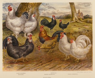 Aves de corral (litografía en color) de English School