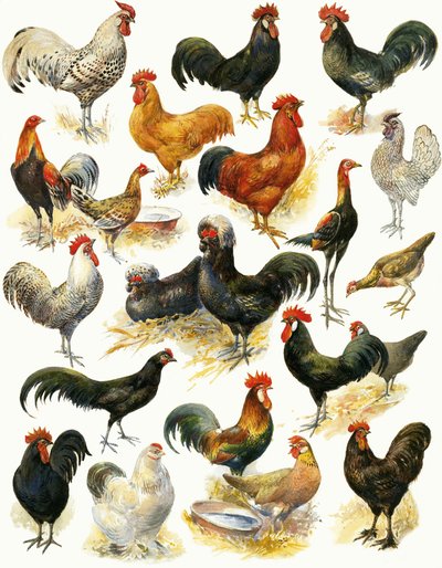 Aves de Corral de English School