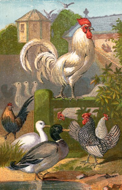 Corral de aves, estanque de patos y palomar de English School