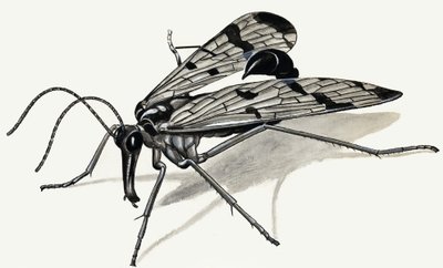 Depredadores del pasado (Mosca escorpión) de English School