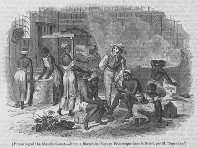 Preparación de la raíz de mandioca de English School