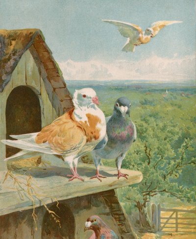Bonitos palomas de English School