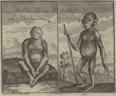 Primates de Angola de English School