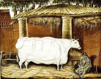 Buey primitivo de English School