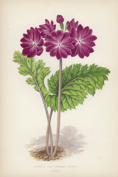 Primula Cortusoides Amoena (litografía en color) de English School
