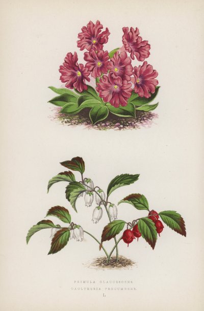 Primula Glaucescens; Gaultheria Procumbens (litografía a color) de English School
