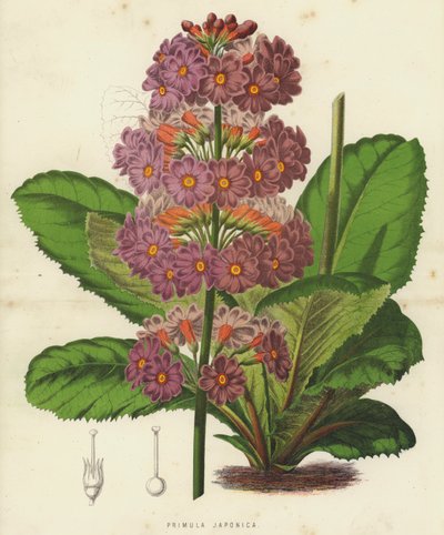 Primula Japonica (chromolitho) de English School