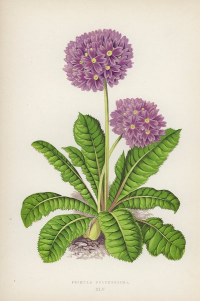 Primula Pulcherrima de English School