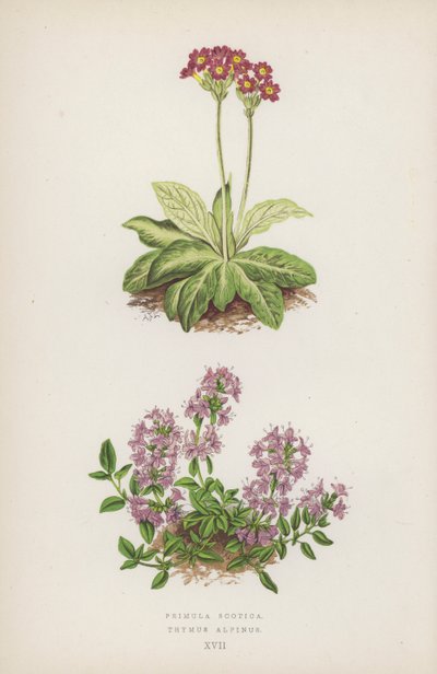 Primula Scotica; Thymus Alpinus (litografía en color) de English School