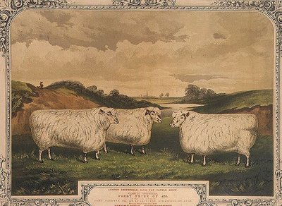 Ovejas Cotswold premiadas, alimentadas con comida sazonada con condimento de Thorley, conmemorando el espectáculo de ganado gordo del club Smithfield de Londres, grabado por M. Gauci (fl.1810-46) c.1840 de English School