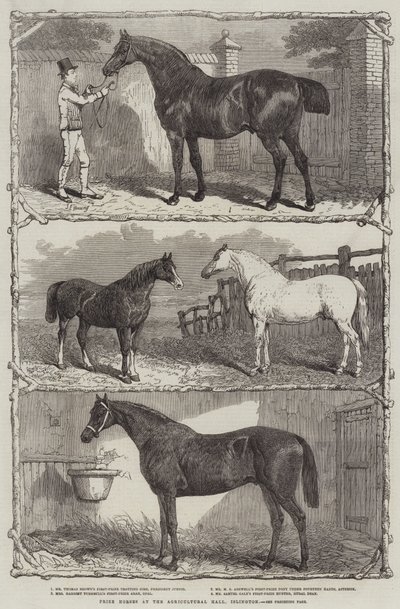 Caballos premiados en el Salón Agrícola, Islington de English School